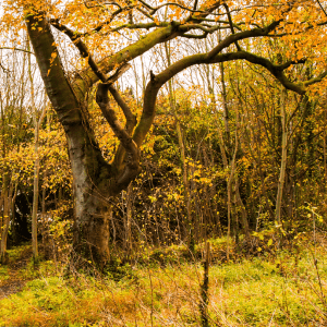 See a bigger image showing autumn trees at Cobblers Pits