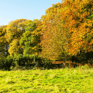 See a bigger image of autumn trees in Captain's Wood