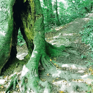 See a bigger image of an ancient tree in Captain's Wood