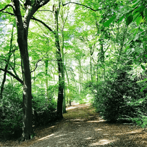 See a bigger image of a footpath through Captain's Wood
