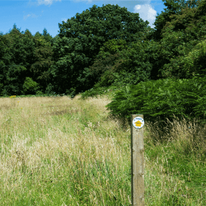 See a bigger image of grassland next to the wood