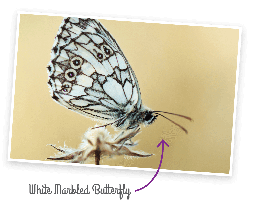 White Marbled Butterfly