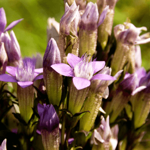 A close up of Chiltern gentian flowers at Prestwood L.N.R.