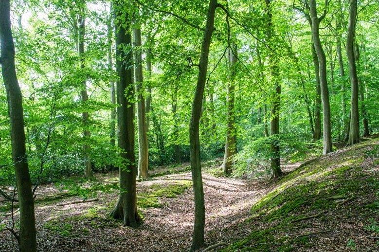 Henley Hills and Woodland - Chiltern Society