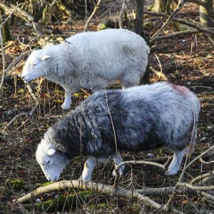 See a bigger image of two Herdwick sheep on Brush Hill