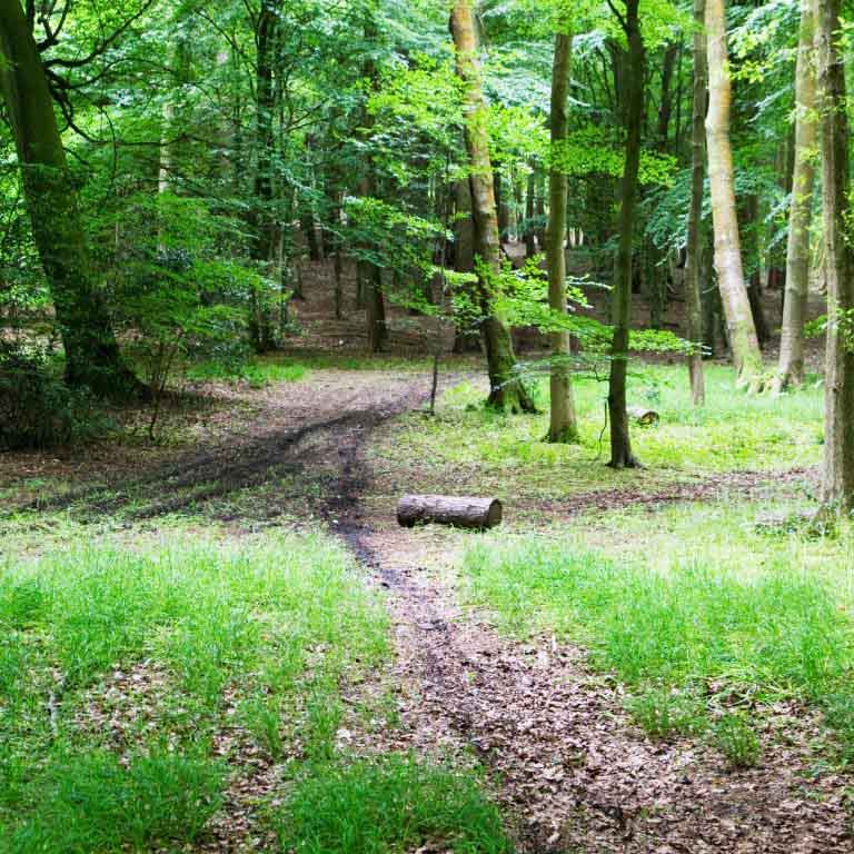 See a bigger image of a footpath through the trees at Bottom Wood