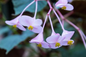 Make a donation here