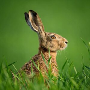 A hare with ears erect, partially hidden by long grass