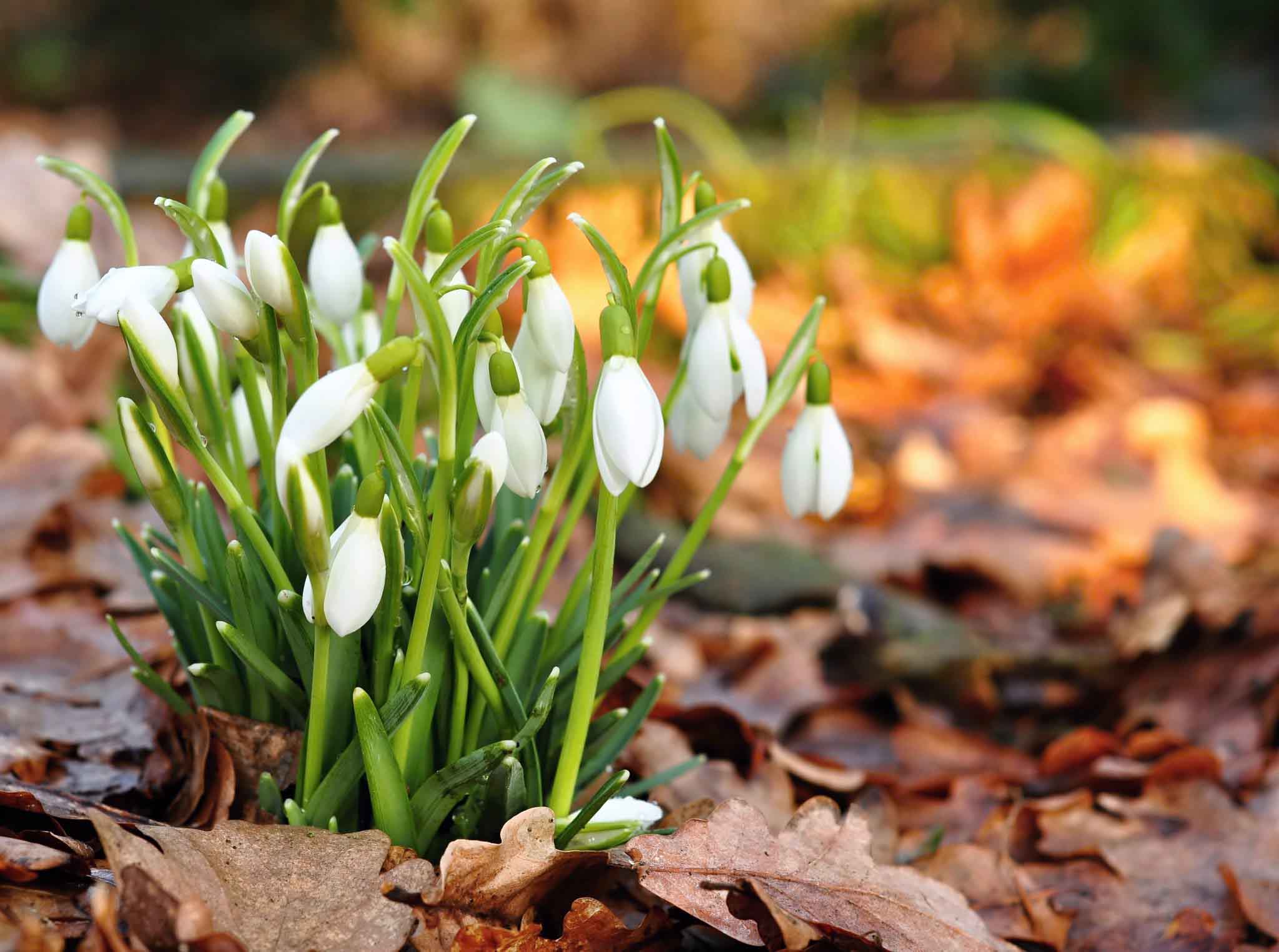Group,Of,Beautiful,Fresh,Snowdrops,In,Early,Spring