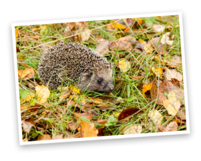 A hedgehog in autumn grass and leaves