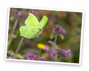 A brimstone butterfly about to land on a flower