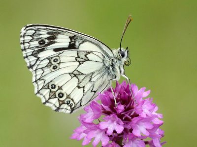 Marbled-White-butterfly-underside.jpg