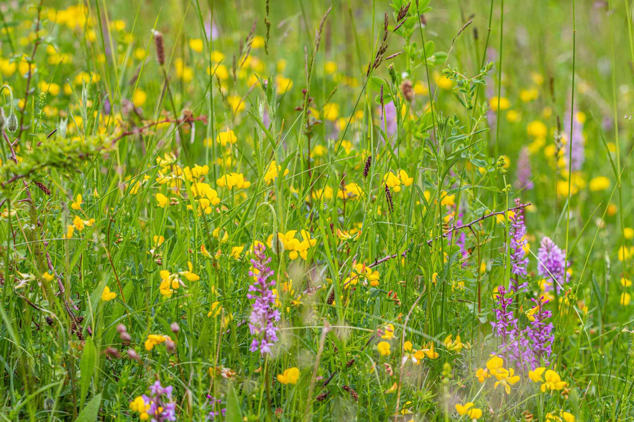 Close-up of a lush, flower-filled patch of meadow