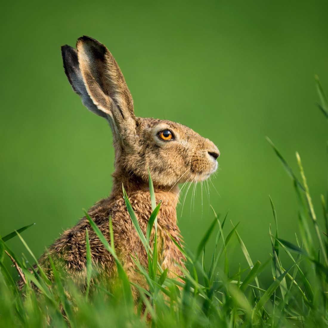 A hare with ears erect, partially hidden by long grass