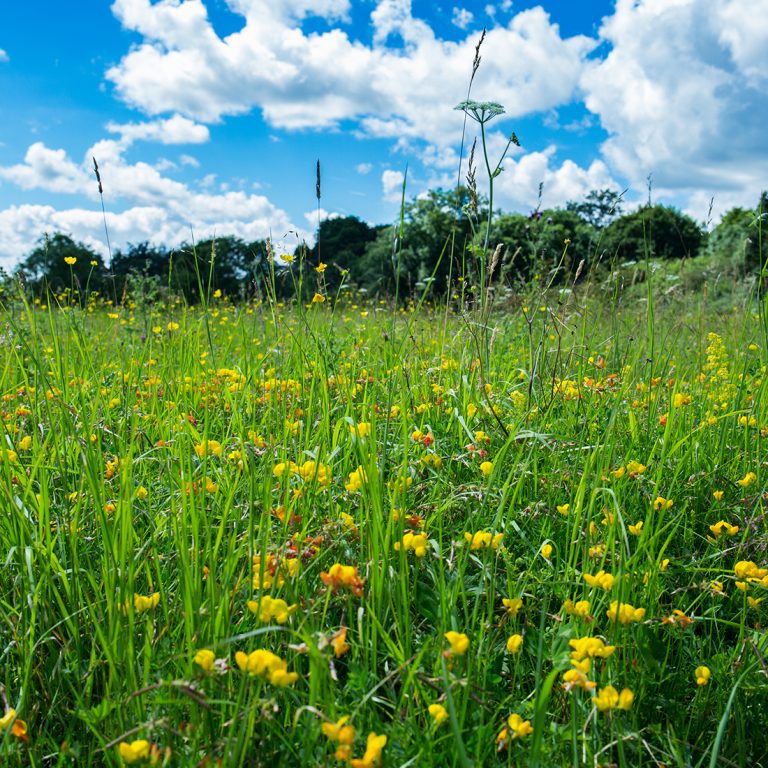 Close-up picture of birdsfoot trefoil with distant trees and sunny blue sky