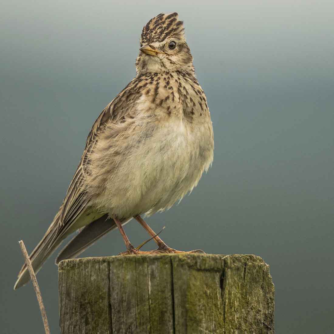 A skylark perched on the top of a fence post