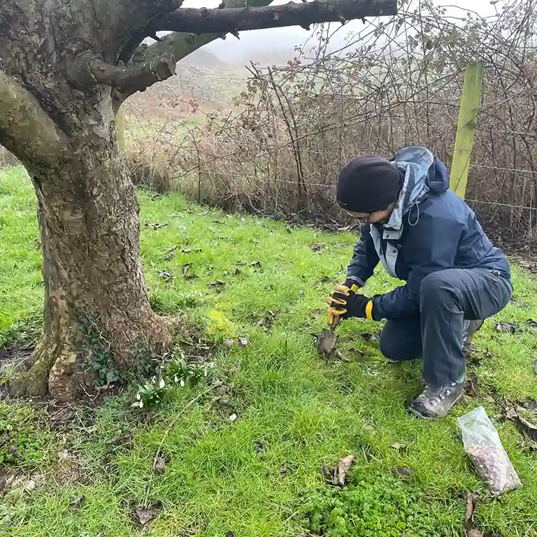 A volunteer planting spring bulbs near to what looks like a cherry tree