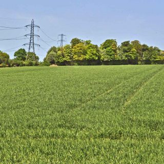 (10) Looking north from Leather Lane towards Grim's Ditch - Apr. 2011 (15_04)