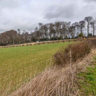 (104) Looking towards the remains of Jones' Hill Wood - Feb. 2022 (18_130)