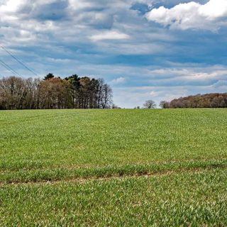 (12) Looking north from  Grim's Ditch - Apr. 2016 (15_02)