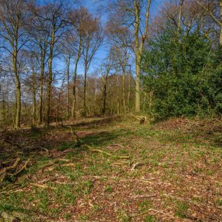 (19) Jones' Hill Wood north - Mar. 2020 (17_18)