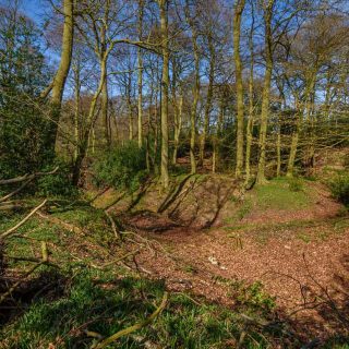 (20) Jones' Hill Wood north - Mar. 2020 (17_17)