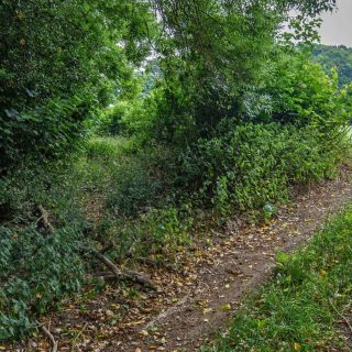 (20) PRoW TLE 5/2 looking south towards Jones' Hill Wood - Jun. 2020 (18_23)