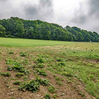 (21) Looking south from PRoW TLE 5/2 towards Jones' Hill Wood - Jun. 2020 (18_22)