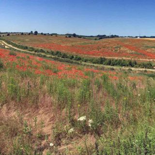 (37) Tilehouse Lane looking north - Jun. 2019 (02_35)