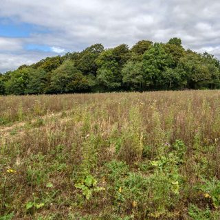 (46) Looking north towards Jones' Hill Wood - Aug. 2020 (17_41)