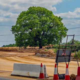 (97) Ilona the lone oak awaits its fate - May 2023 (14_130)